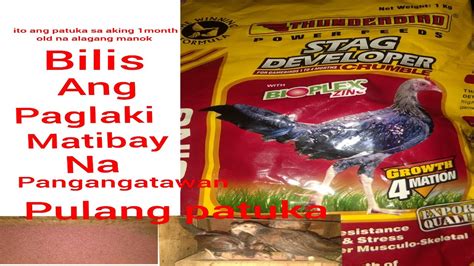 patuka sa sisiw|Unang Patuka sa ating mga bagong harvest na sisiw at ang.